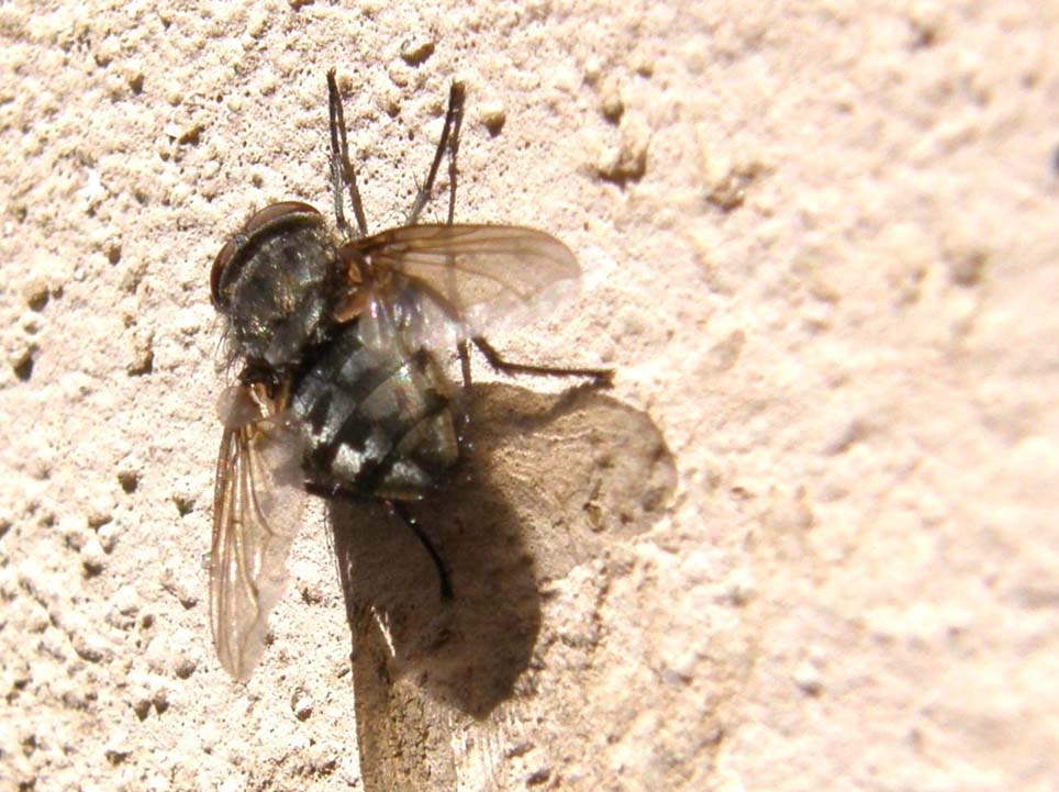 Mosca altoatesina