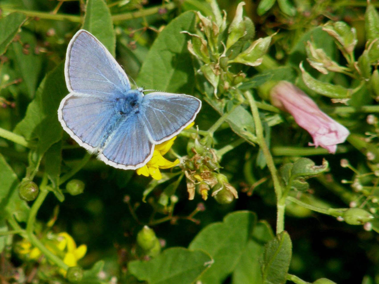 Lycaenidae da identificare