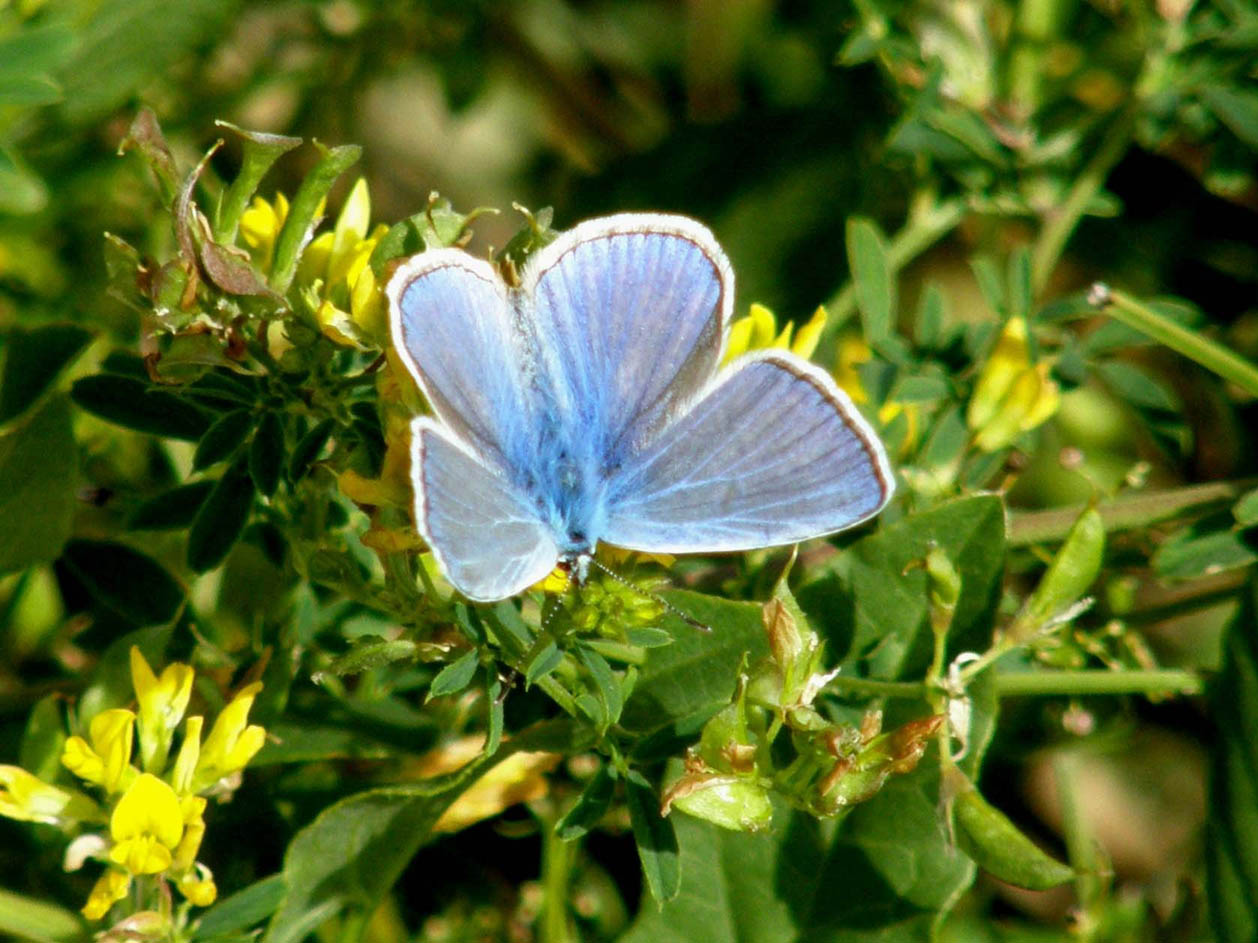 Lycaenidae da identificare