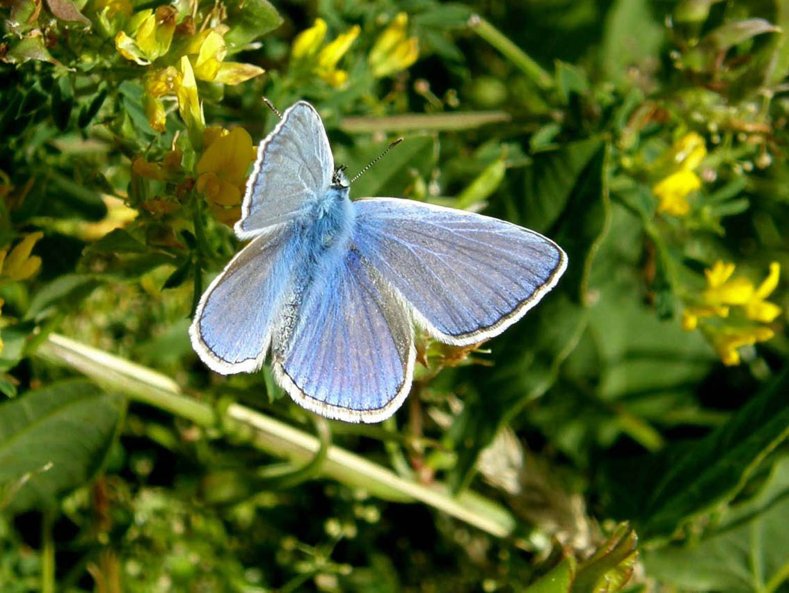 Lycaenidae da identificare