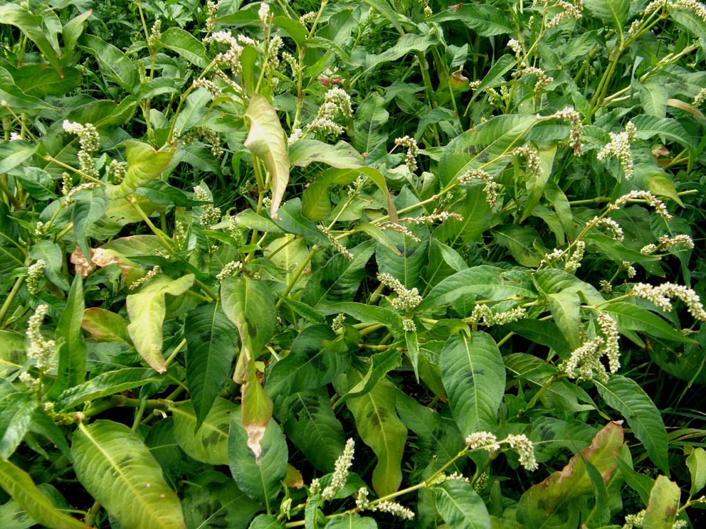 Polygonacea:  Persicaria cfr. lapathifolia