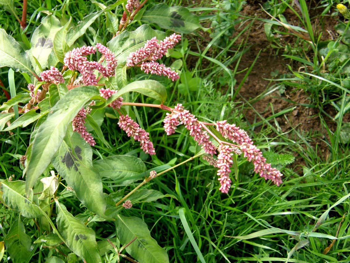 Polygonacea:  Persicaria cfr. lapathifolia