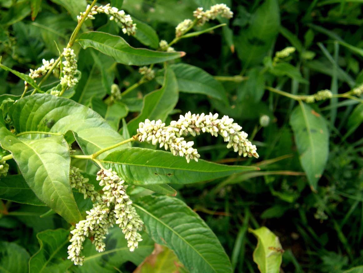 Polygonacea:  Persicaria cfr. lapathifolia