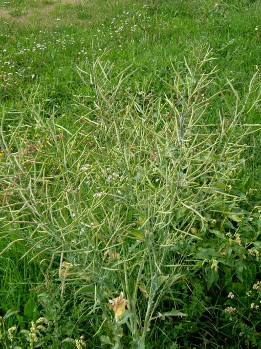 Brassica  napus