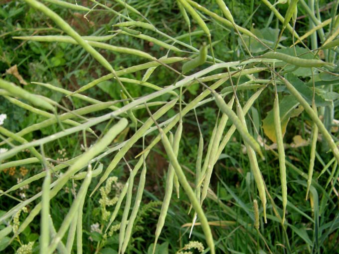 Brassica  napus