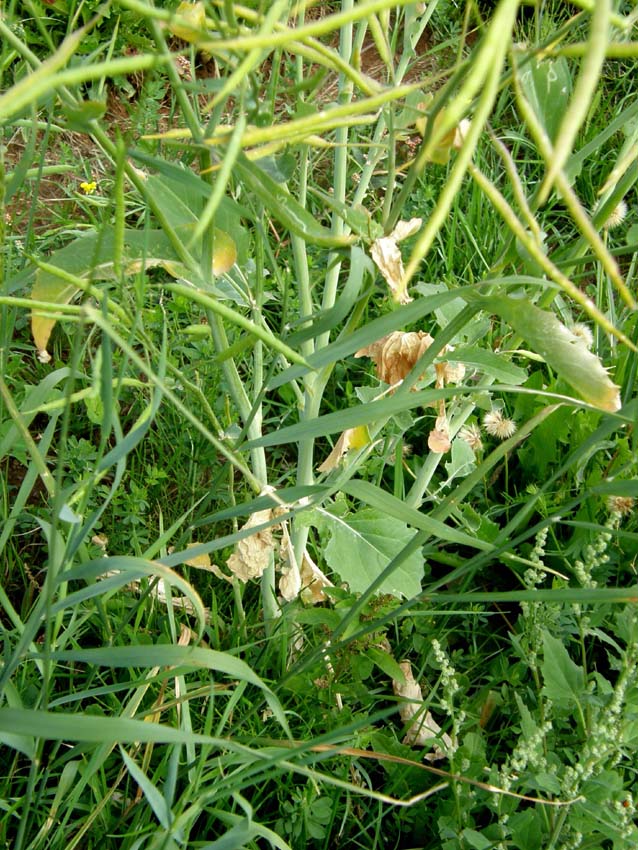 Brassica  napus