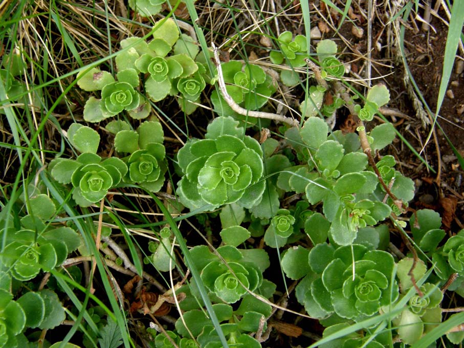 Phedimus spurius / Borraina caucasica