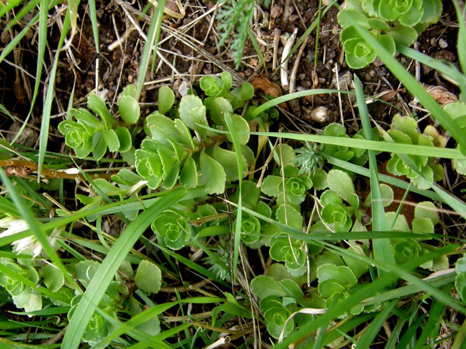 Phedimus spurius / Borraina caucasica