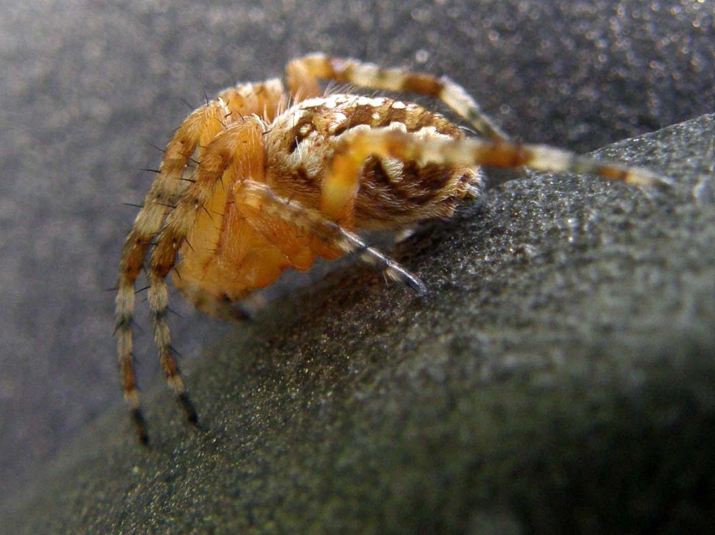 Araneus diadematus