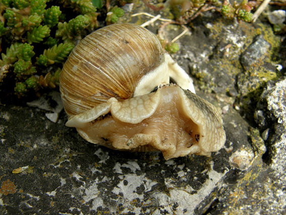 E'' un Helix? Si, Helix pomatia