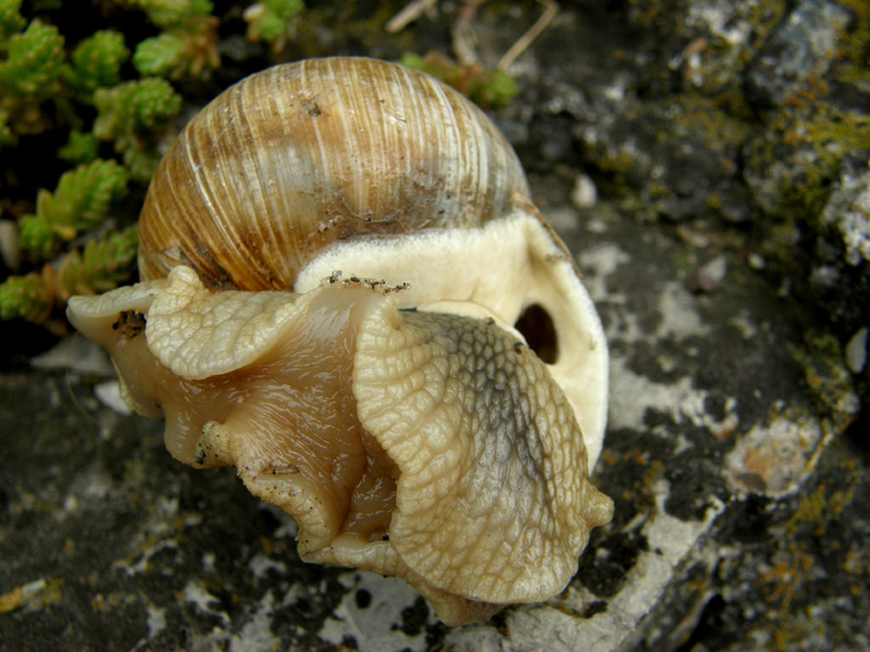 E'' un Helix? Si, Helix pomatia