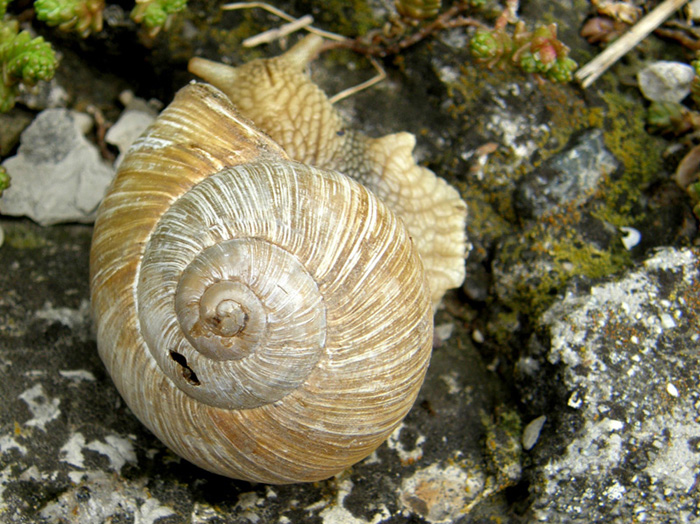 E'' un Helix? Si, Helix pomatia