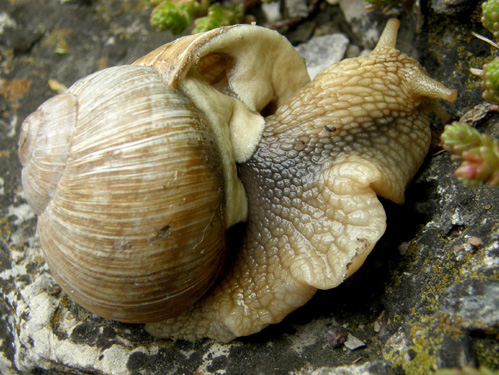 E'' un Helix? Si, Helix pomatia