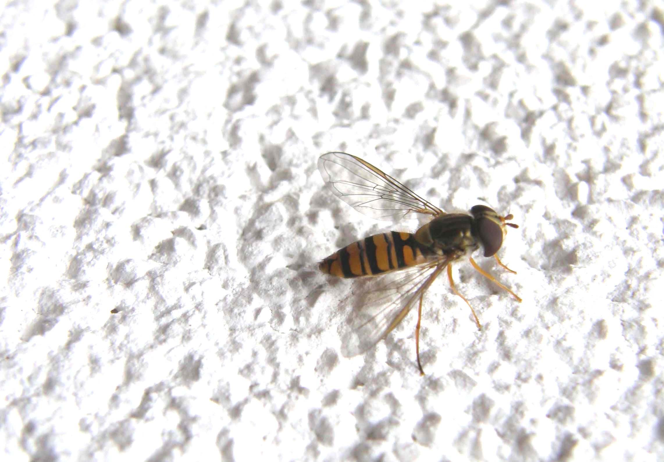 Episyrphus balteatus (Syrphidae)