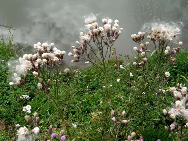 Cirsium heterophyllum e Cirsium anverse