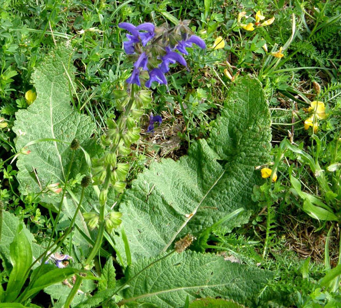 Salvia pratensis