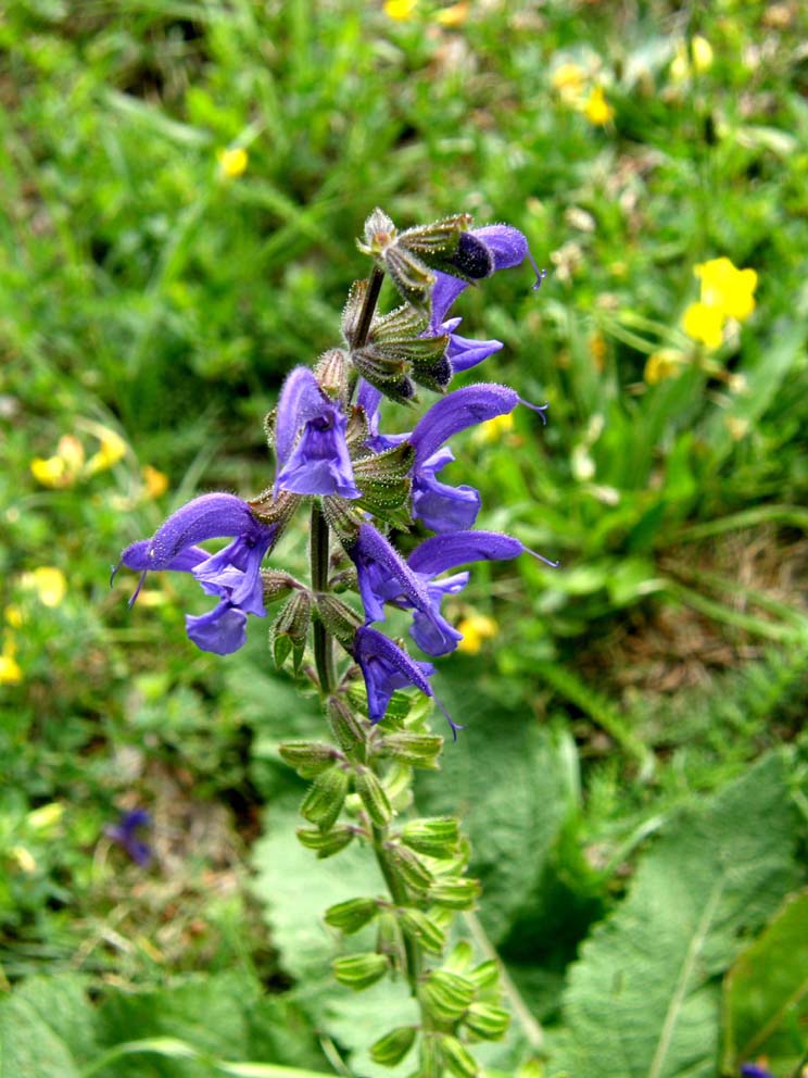 Salvia pratensis