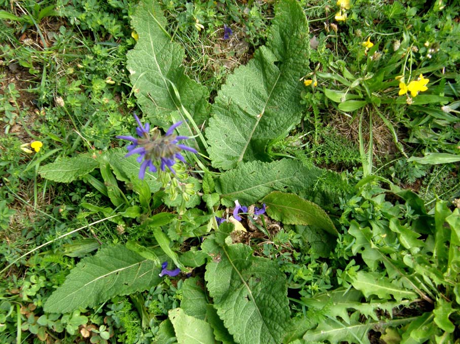 Salvia pratensis