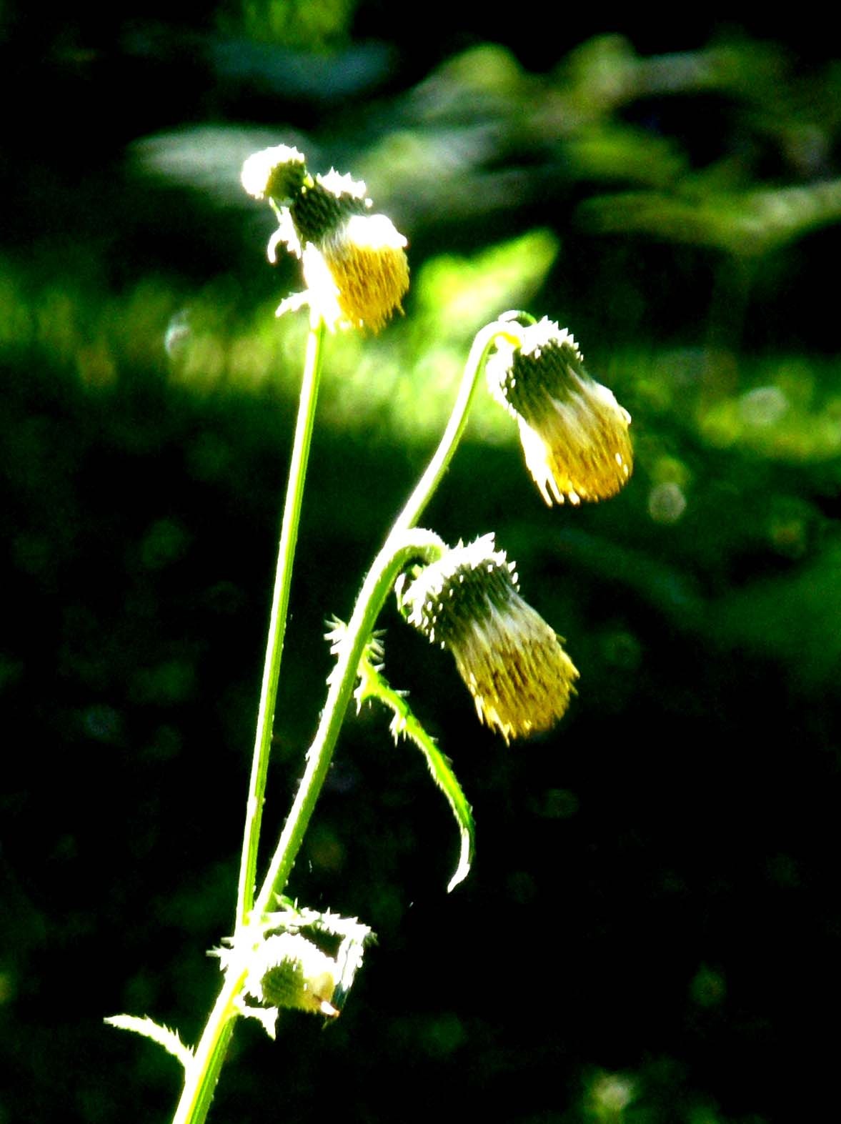 Capolini gialli...penduli - Cirsium erisithales