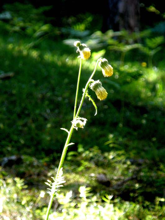 Capolini gialli...penduli - Cirsium erisithales