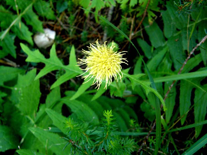 Capolini gialli...penduli - Cirsium erisithales