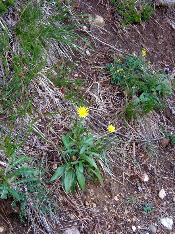 Buphthalmum salicifolium  (Asteraceae)