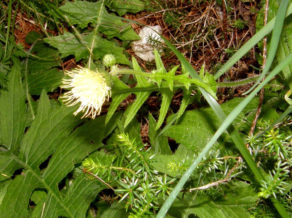 Capolini gialli...penduli - Cirsium erisithales