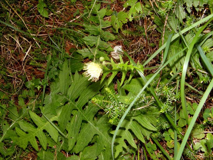 Capolini gialli...penduli - Cirsium erisithales