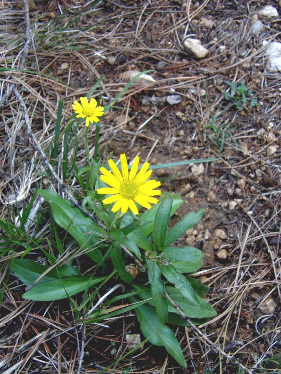 Buphthalmum salicifolium  (Asteraceae)