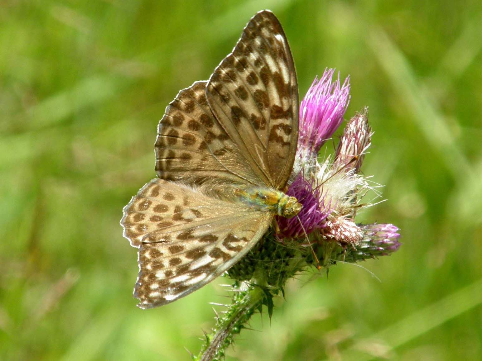 Farfalla da identificare - Argynnis (Argynnis) paphia