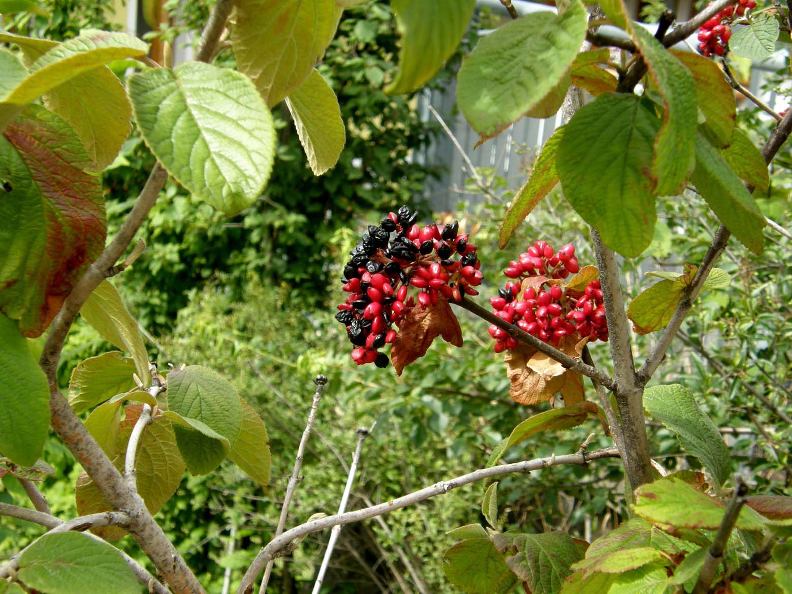 Altri mazzi di bacche rosse - Viburnum lantana