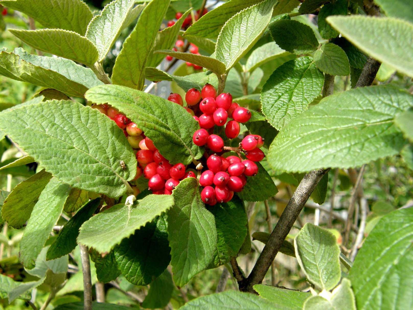 Altri mazzi di bacche rosse - Viburnum lantana