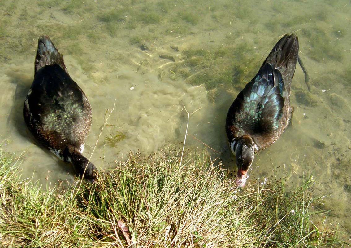 Ibrido di anatra?  No, Cairina moschata