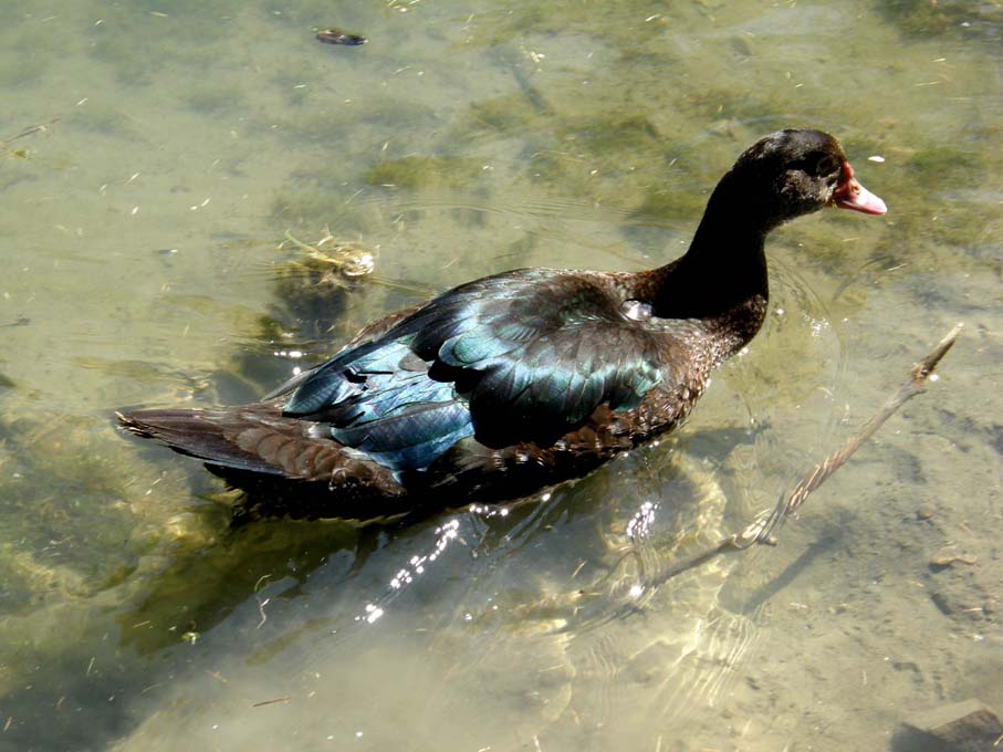 Ibrido di anatra?  No, Cairina moschata