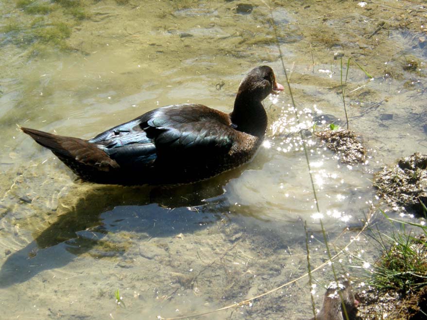 Ibrido di anatra?  No, Cairina moschata