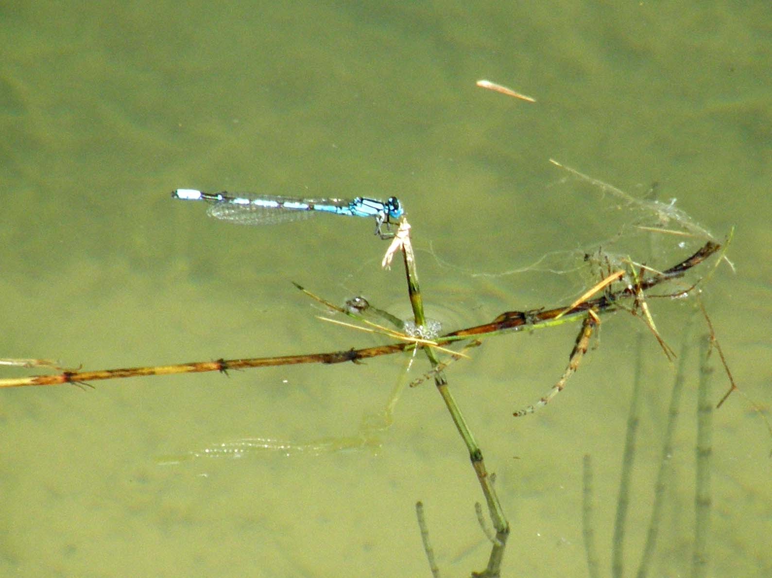 Folla di Coenagrionidae