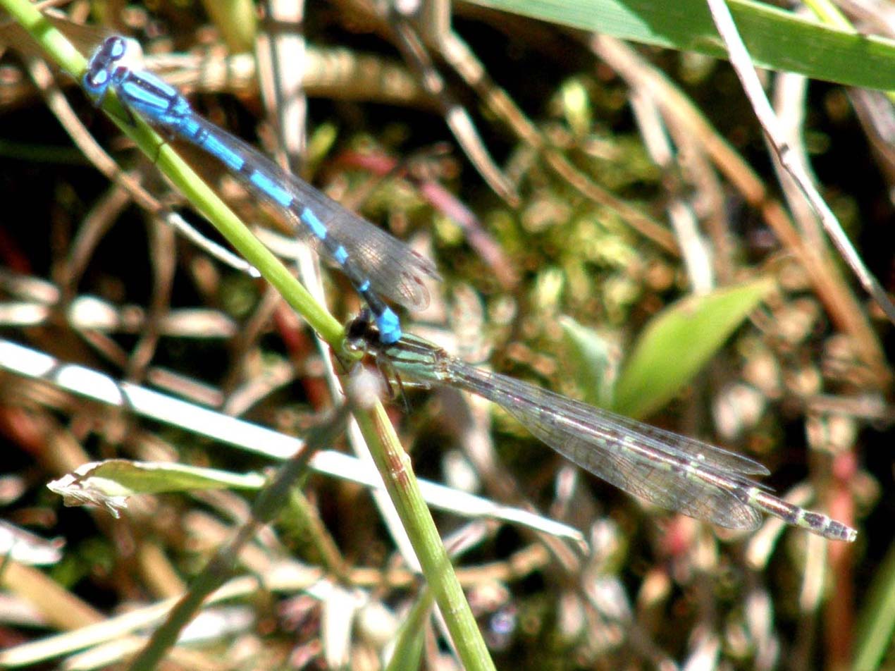 Folla di Coenagrionidae