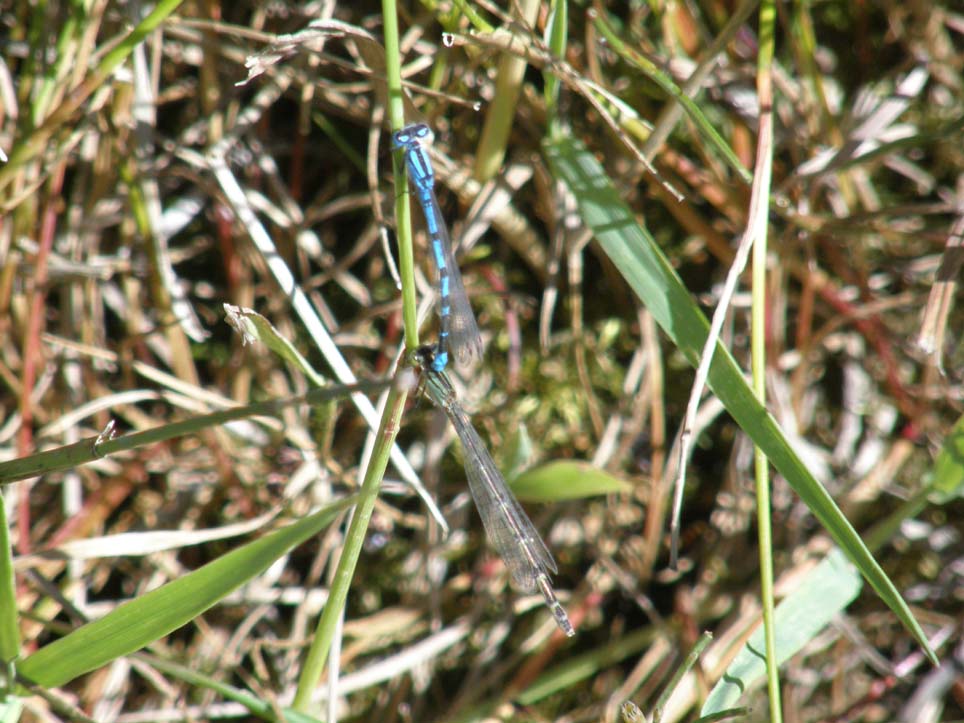 Folla di Coenagrionidae