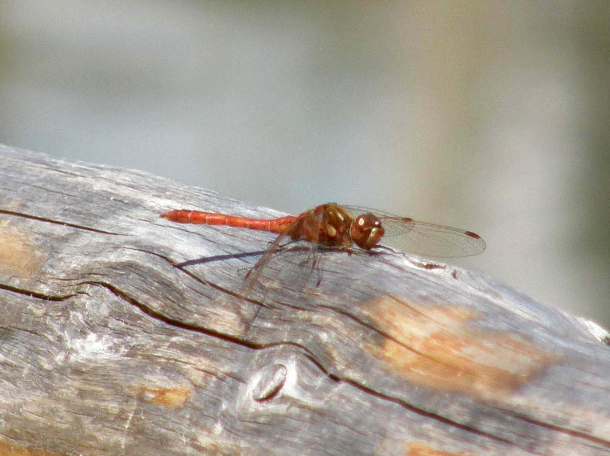 Libellula rossa 1 - Sympetrum striolatum (maschio)