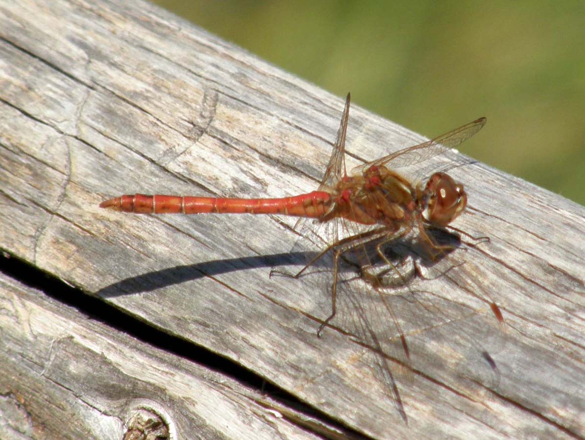 Libellula rossa 1 - Sympetrum striolatum (maschio)