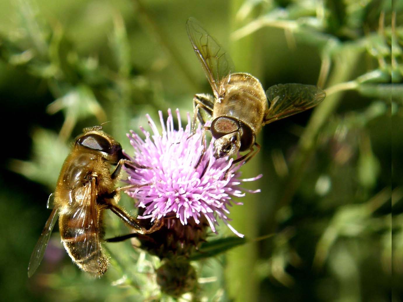 Syrphidae  altoatesini