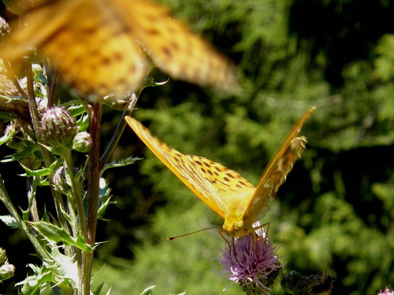 Nimphalidae: Issoria lathonia, Argynnis aglaia e Argynnis paphia