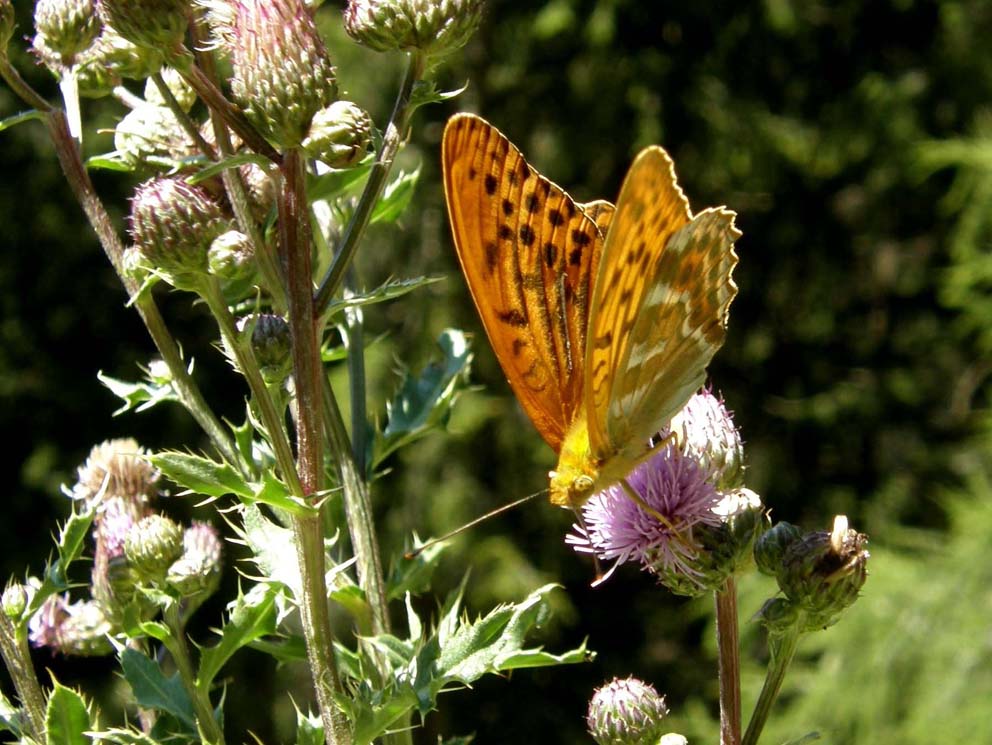 Nimphalidae: Issoria lathonia, Argynnis aglaia e Argynnis paphia