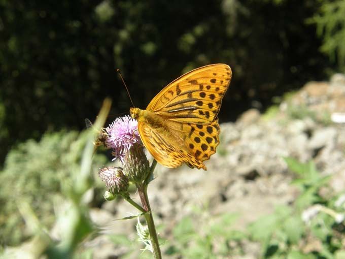 Nimphalidae: Issoria lathonia, Argynnis aglaia e Argynnis paphia