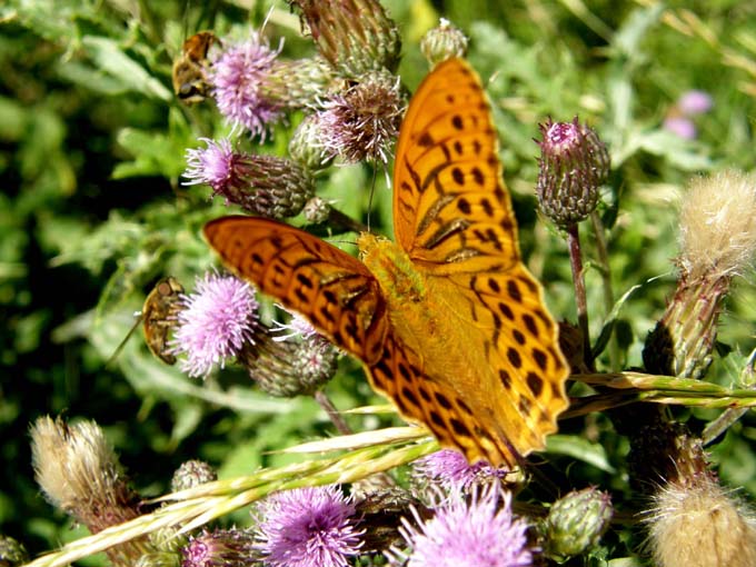 Nimphalidae: Issoria lathonia, Argynnis aglaia e Argynnis paphia