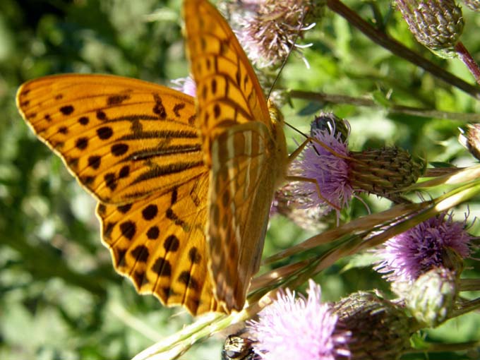 Nimphalidae: Issoria lathonia, Argynnis aglaia e Argynnis paphia