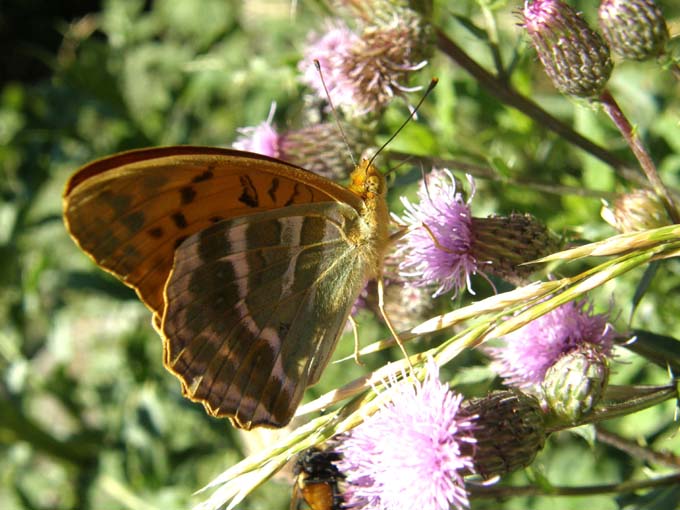 Nimphalidae: Issoria lathonia, Argynnis aglaia e Argynnis paphia