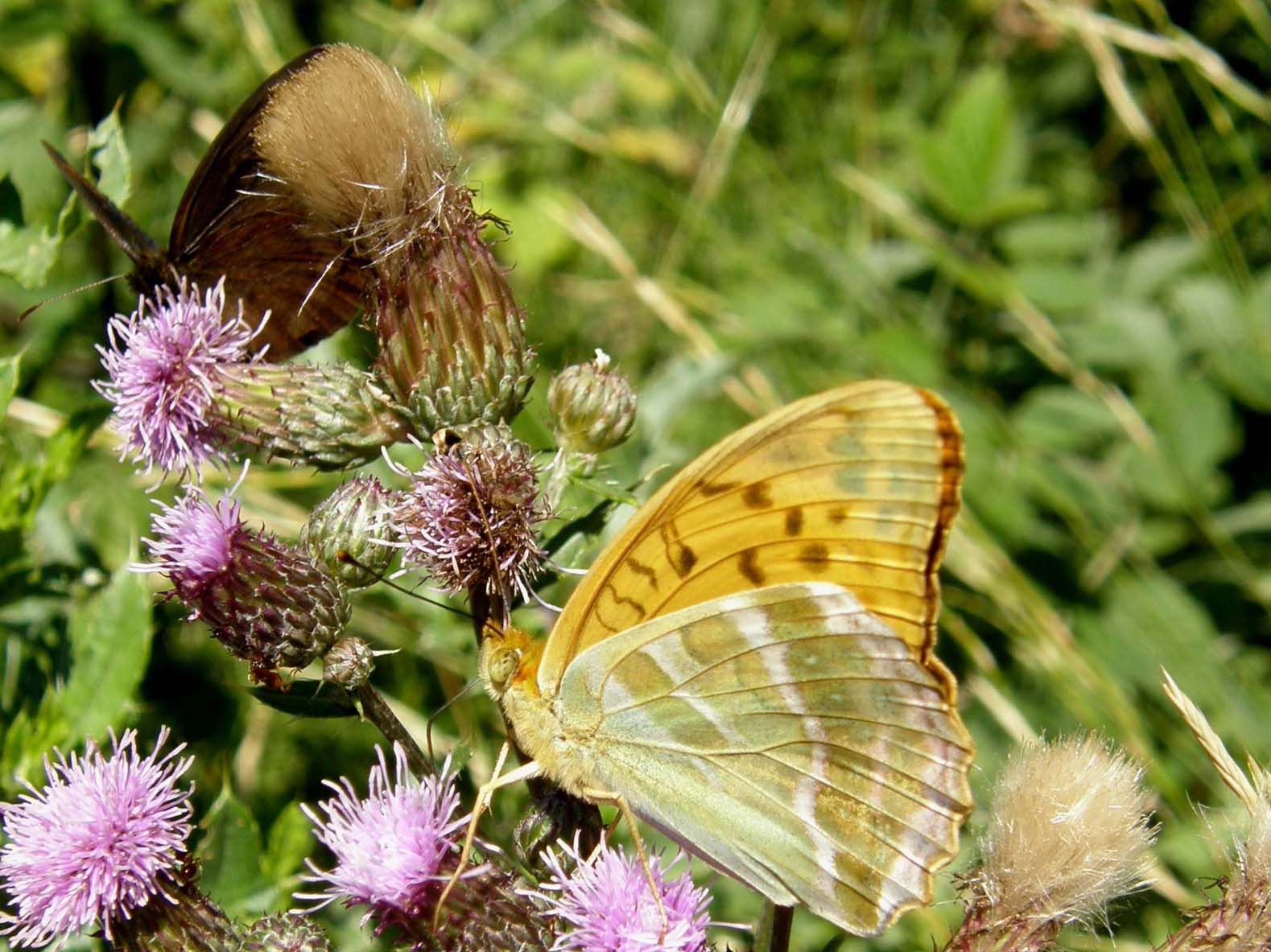 Nimphalidae: Issoria lathonia, Argynnis aglaia e Argynnis paphia