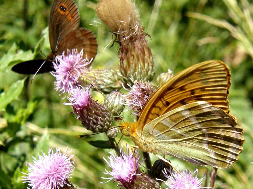 Nimphalidae: Issoria lathonia, Argynnis aglaia e Argynnis paphia