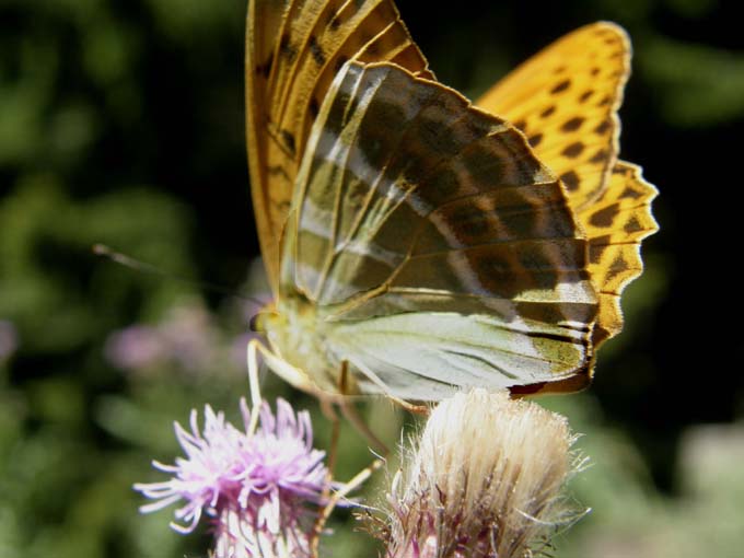 Nimphalidae: Issoria lathonia, Argynnis aglaia e Argynnis paphia